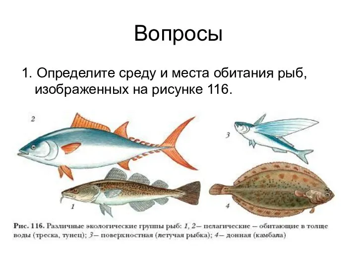 Вопросы 1. Определите среду и места обитания рыб, изображенных на рисунке 116.