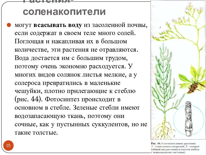 Растения-соленакопители могут всасывать воду из засоленной почвы, если содержат в своем