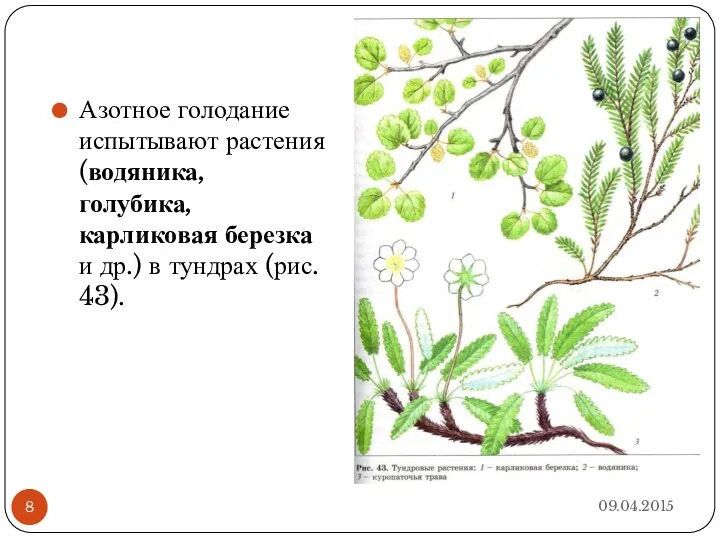 Азотное голодание испытывают растения (водяника, голубика, карликовая березка и др.) в тундрах (рис. 43).