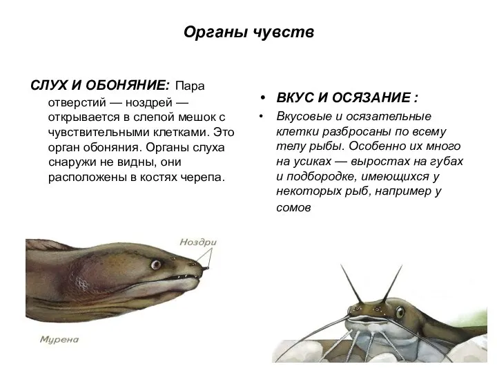 Органы чувств СЛУХ И ОБОНЯНИЕ: Пара отверстий — ноздрей — открывается