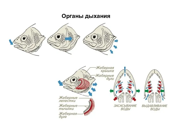 Органы дыхания