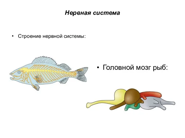 Нервная система Строение нервной системы: Головной мозг рыб: