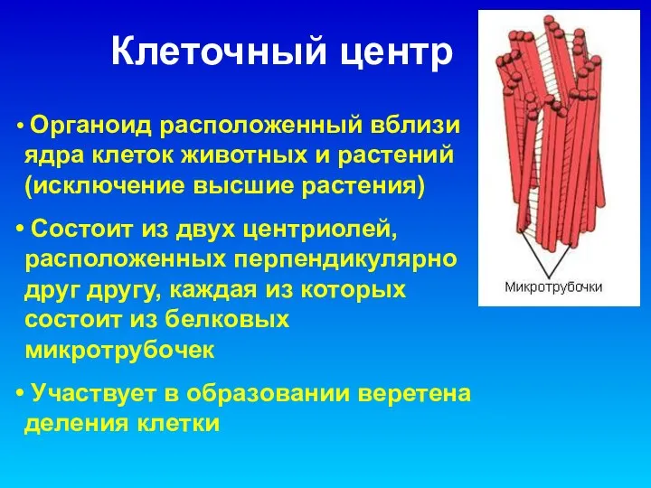 Клеточный центр Органоид расположенный вблизи ядра клеток животных и растений (исключение