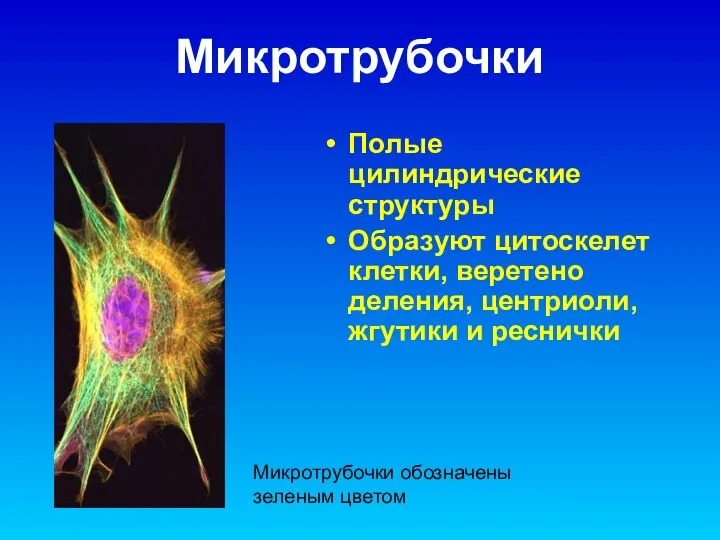 Микротрубочки Полые цилиндрические структуры Образуют цитоскелет клетки, веретено деления, центриоли, жгутики