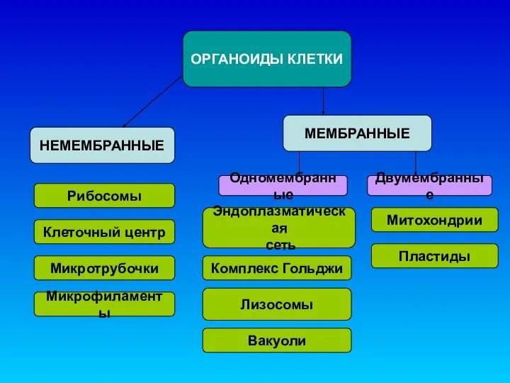 ОРГАНОИДЫ КЛЕТКИ НЕМЕМБРАННЫЕ МЕМБРАННЫЕ Одномембранные Двумембранные Рибосомы Клеточный центр Микротрубочки Микрофиламенты