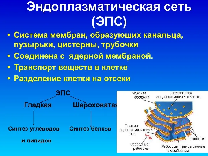 Эндоплазматическая сеть (ЭПС) Система мембран, образующих канальца, пузырьки, цистерны, трубочки Соединена