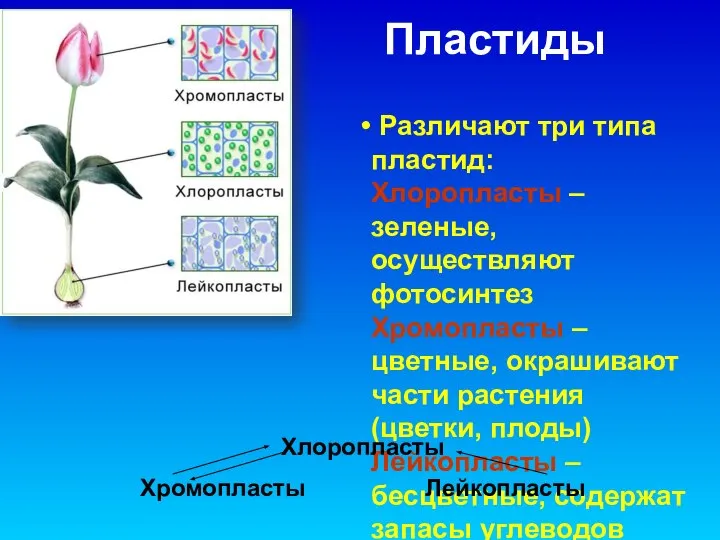 Пластиды Различают три типа пластид: Хлоропласты – зеленые, осуществляют фотосинтез Хромопласты