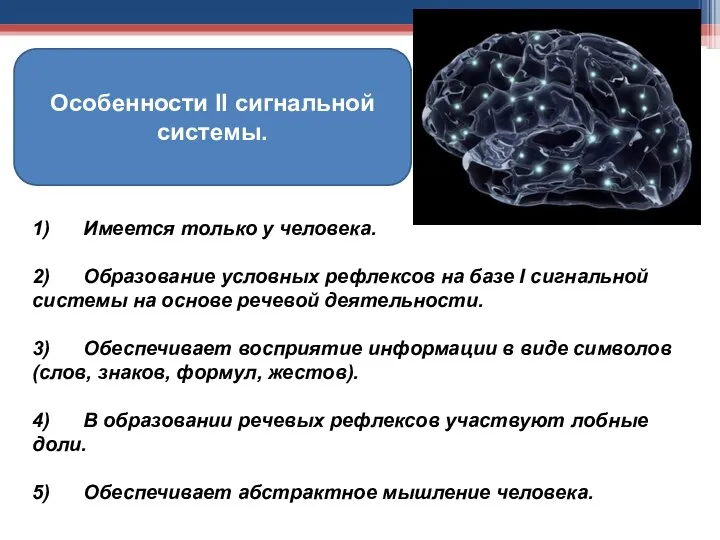 Особенности II сигнальной системы. 1) Имеется только у человека. 2) Образование