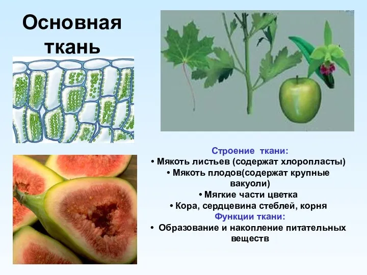 Основная ткань Строение ткани: Мякоть листьев (содержат хлоропласты) Мякоть плодов(содержат крупные