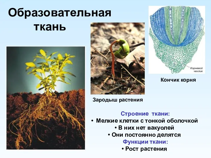 Образовательная ткань Строение ткани: Мелкие клетки с тонкой оболочкой В них