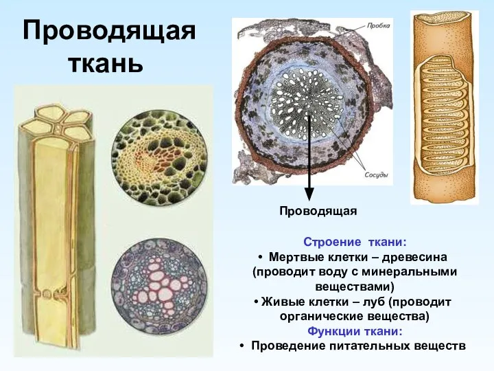 Проводящая ткань Проводящая Строение ткани: Мертвые клетки – древесина (проводит воду