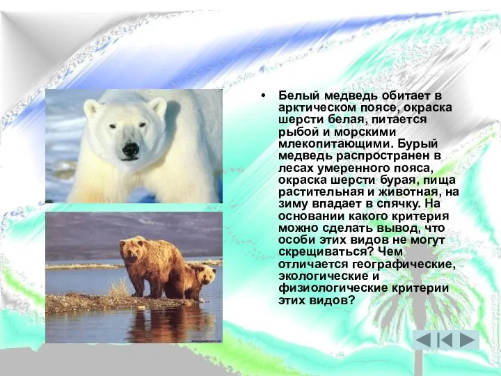 Белый медведь обитает в арктическом поясе, окраска шерсти белая, питается рыбой