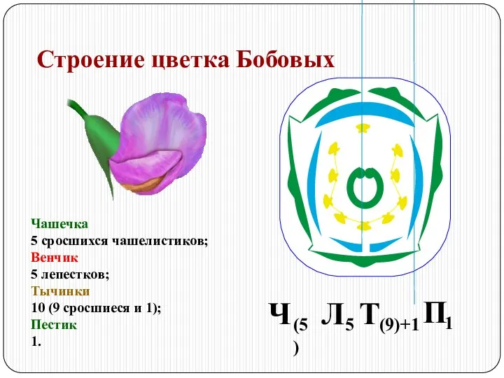 Строение цветка Бобовых Чашечка 5 сросшихся чашелистиков; Венчик 5 лепестков; Тычинки