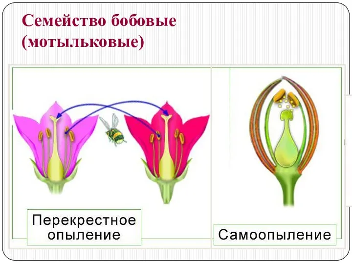 Семейство бобовые (мотыльковые)