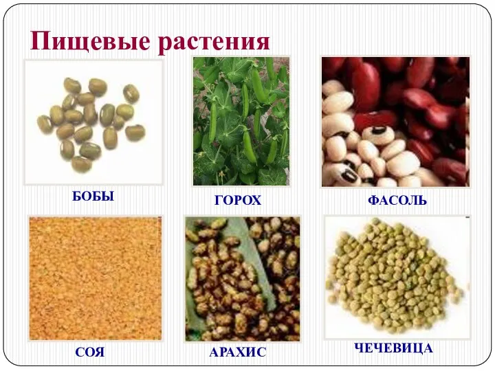 Пищевые растения БОБЫ ГОРОХ ФАСОЛЬ СОЯ АРАХИС ЧЕЧЕВИЦА