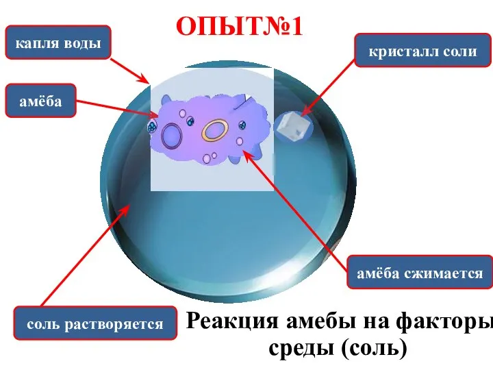 капля воды амёба кристалл соли соль растворяется амёба сжимается ОПЫТ№1 Реакция амебы на факторы среды (соль)