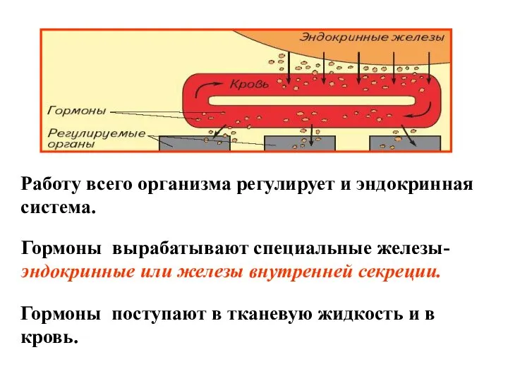 Работу всего организма регулирует и эндокринная система. Гормоны поступают в тканевую