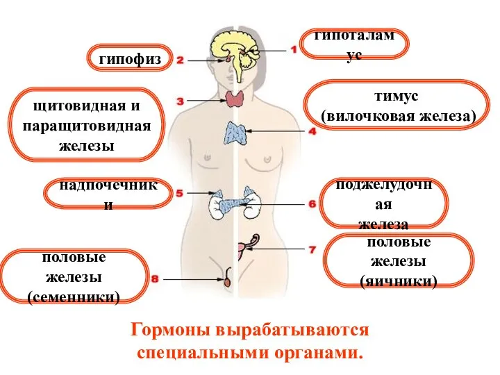 Гормоны вырабатываются специальными органами. гипофиз щитовидная и паращитовидная железы тимус (вилочковая