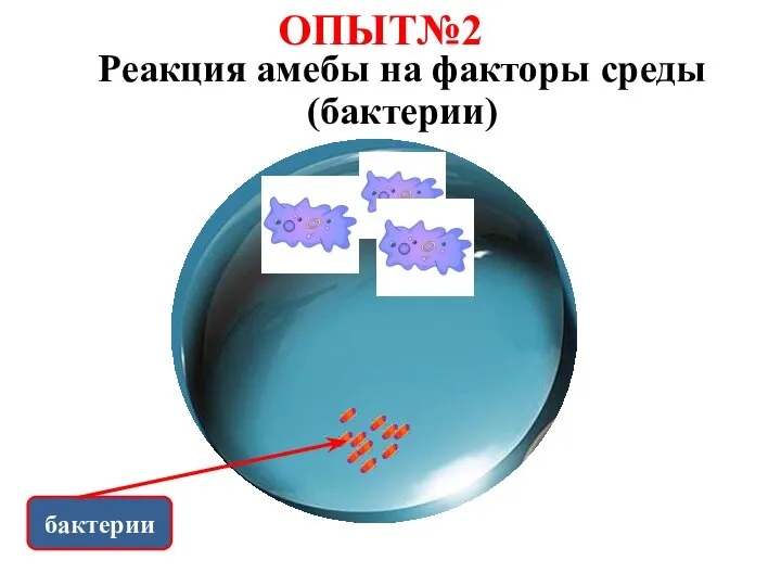 ОПЫТ№2 бактерии Реакция амебы на факторы среды (бактерии)