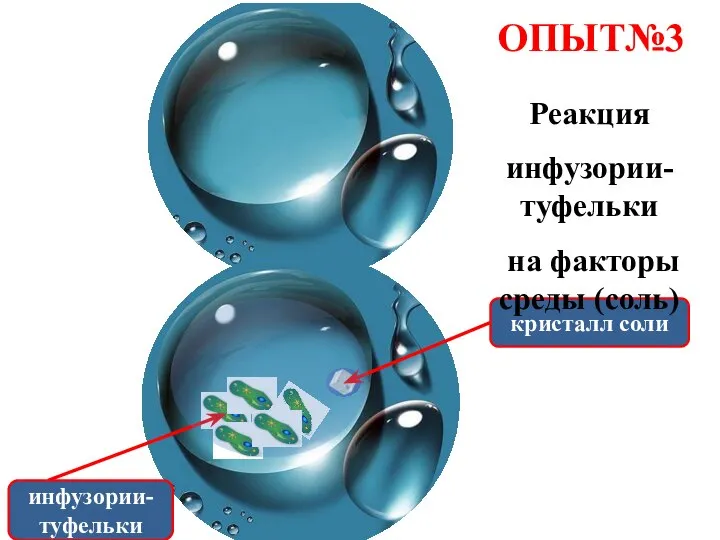 ОПЫТ№3 инфузории-туфельки кристалл соли Реакция инфузории- туфельки на факторы среды (соль)