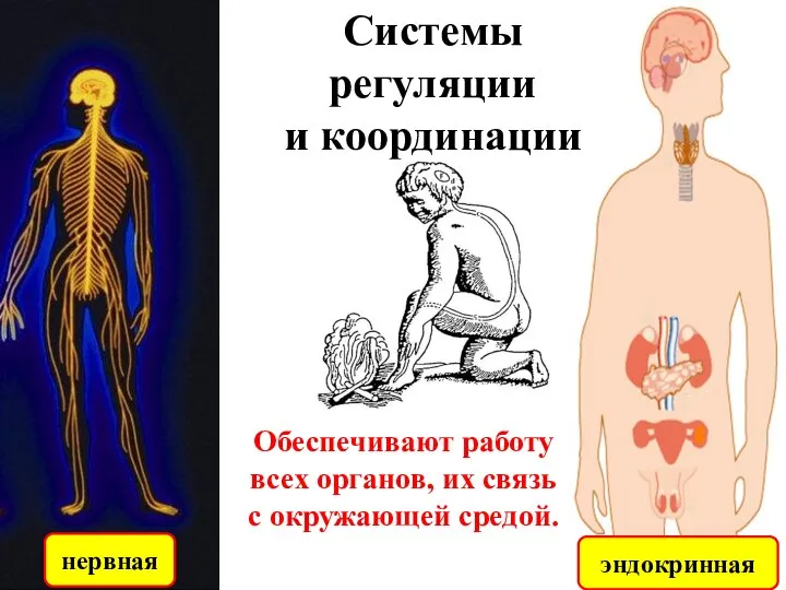 Системы регуляции и координации нервная эндокринная Обеспечивают работу всех органов, их связь с окружающей средой.