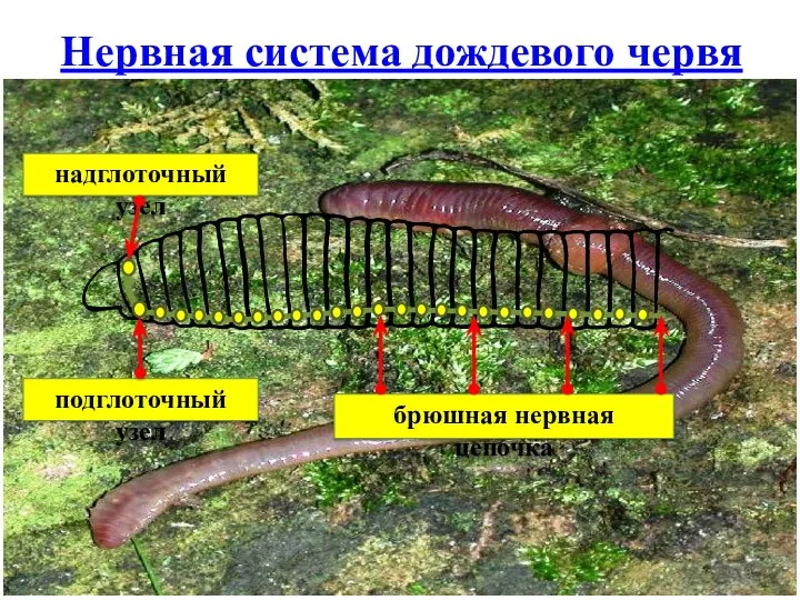 Нервная система дождевого червя