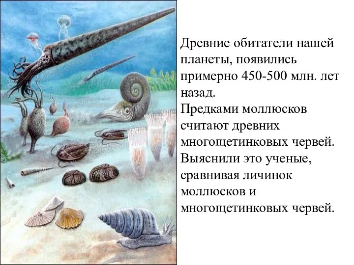 Древние обитатели нашей планеты, появились примерно 450-500 млн. лет назад. Предками