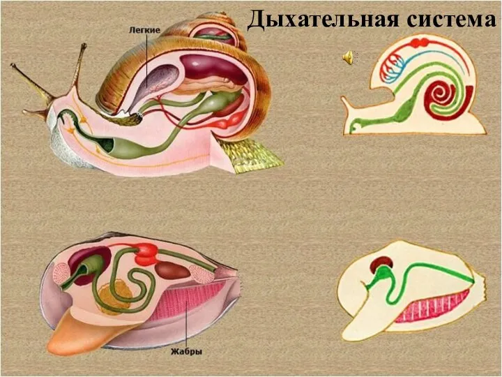 Дыхательная система