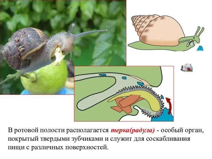 В ротовой полости располагается терка(радула) - особый орган, покрытый твердыми зубчиками