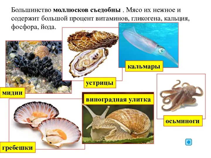 Большинство моллюсков съедобны . Мясо их нежное и содержит большой процент