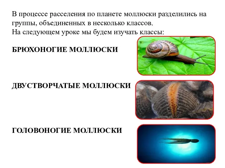 В процессе расселения по планете моллюски разделились на группы, объединенных в