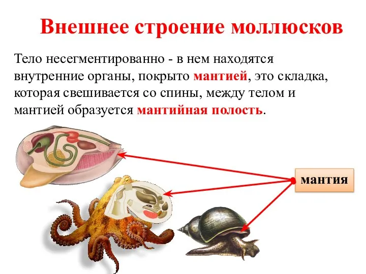 Внешнее строение моллюсков Тело несегментированно - в нем находятся внутренние органы,