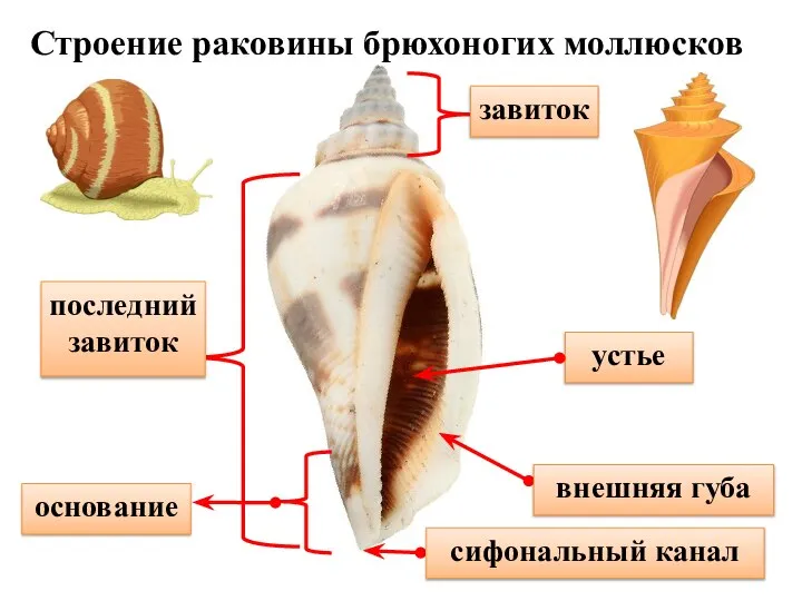 устье завиток последний завиток внешняя губа сифональный канал основание Строение раковины брюхоногих моллюсков