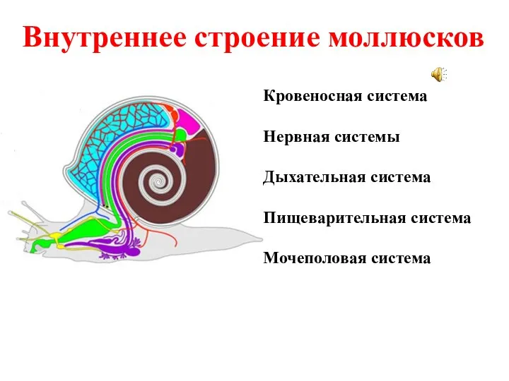 Внутреннее строение моллюсков Кровеносная система Нервная системы Дыхательная система Пищеварительная система Мочеполовая система