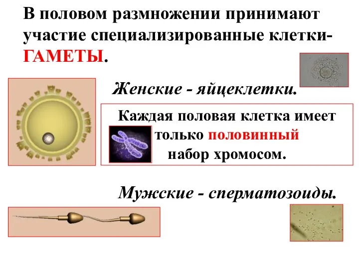 В половом размножении принимают участие специализированные клетки- ГАМЕТЫ. Женские - яйцеклетки.