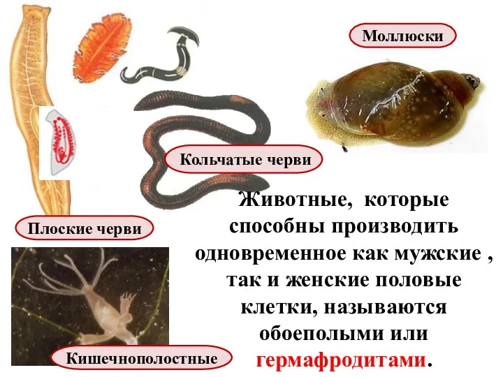 Животные, которые способны производить одновременное как мужские , так и женские