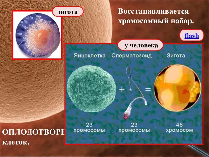 ОПЛОДОТВОРЕНИЕ - это процесс слияния половых клеток. Восстанавливается хромосомный набор. зигота у человека flash