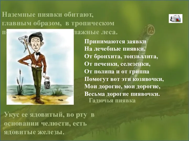 Наземные пиявки обитают, главным образом, в тропическом поясе, где населяют влажные