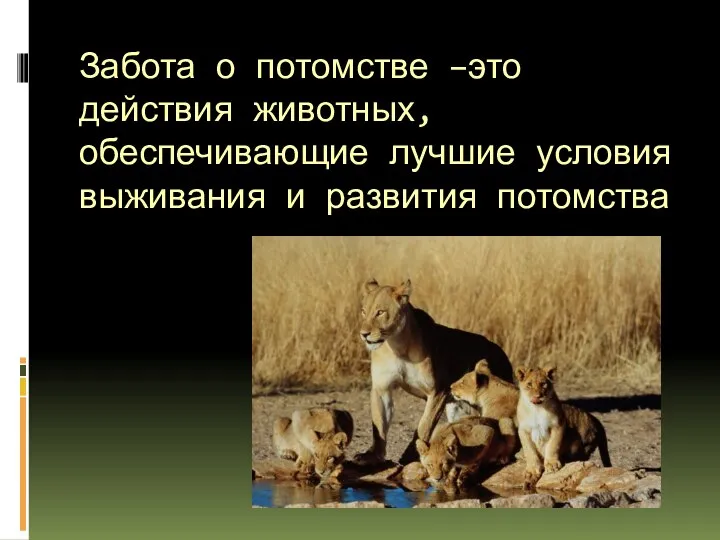 Забота о потомстве –это действия животных, обеспечивающие лучшие условия выживания и развития потомства