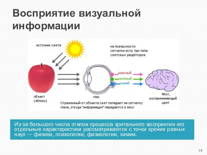 Восприятие визуальной информации Из-за большого числа этапов процесса зрительного восприятия его