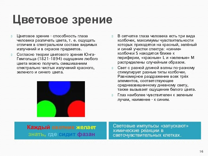 Цветовое зрение Каждый охотник желает знать, где сидит фазан Световые импульсы