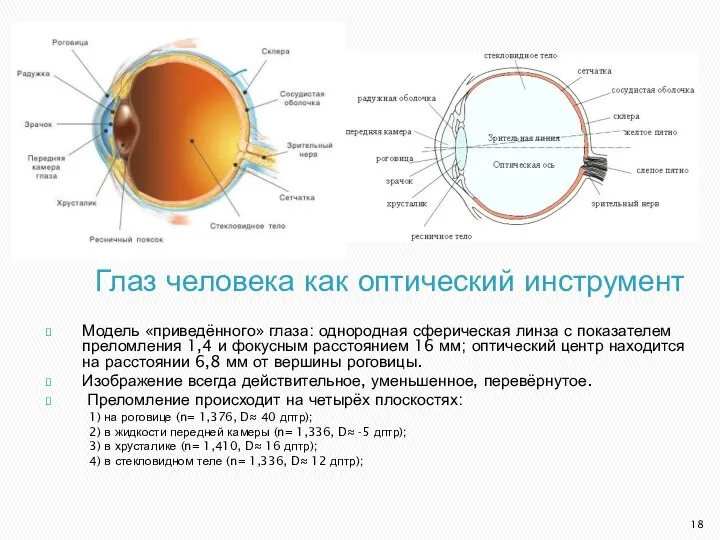 Глаз человека как оптический инструмент Модель «приведённого» глаза: однородная сферическая линза