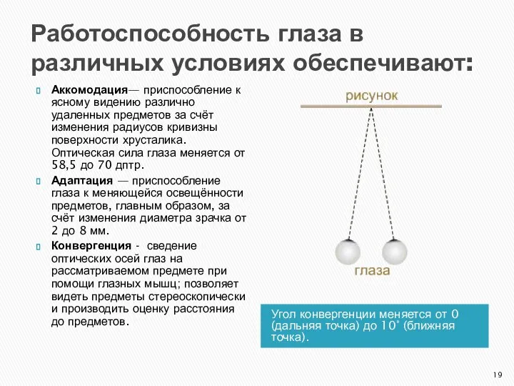 Работоспособность глаза в различных условиях обеспечивают: Угол конвергенции меняется от 0