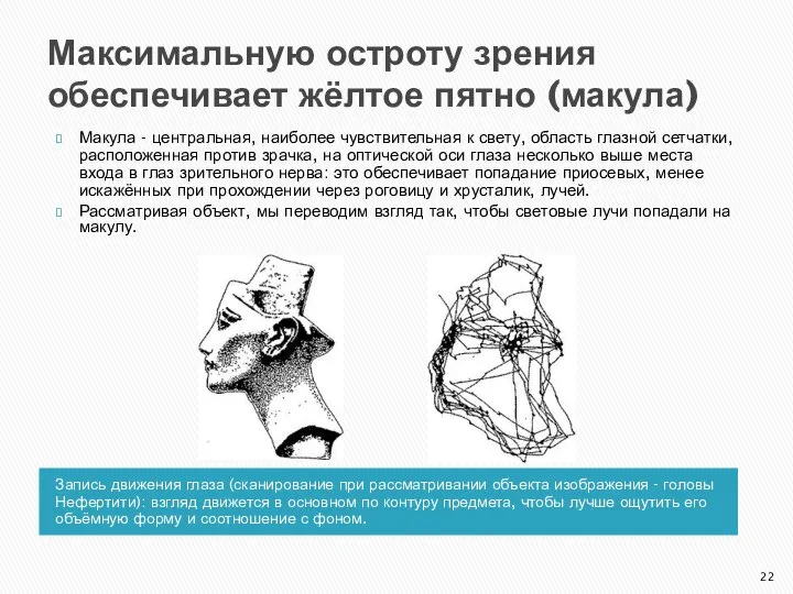 Максимальную остроту зрения обеспечивает жёлтое пятно (макула) Запись движения глаза (сканирование