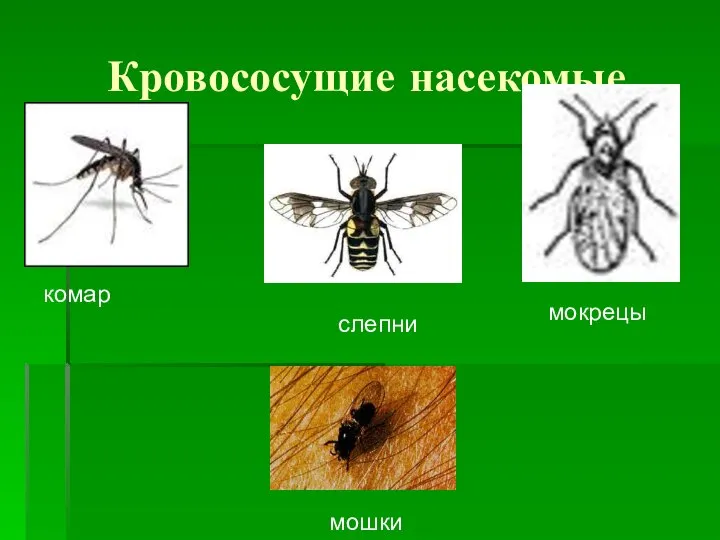 Кровососущие насекомые комар мокрецы слепни мошки