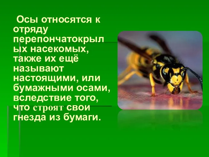 Осы относятся к отряду перепончатокрылых насекомых, также их ещё называют настоящими,