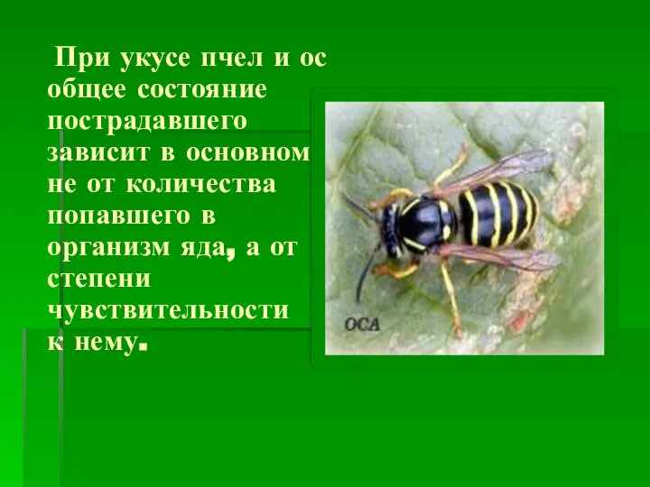 При укусе пчел и ос общее состояние пострадавшего зависит в основном