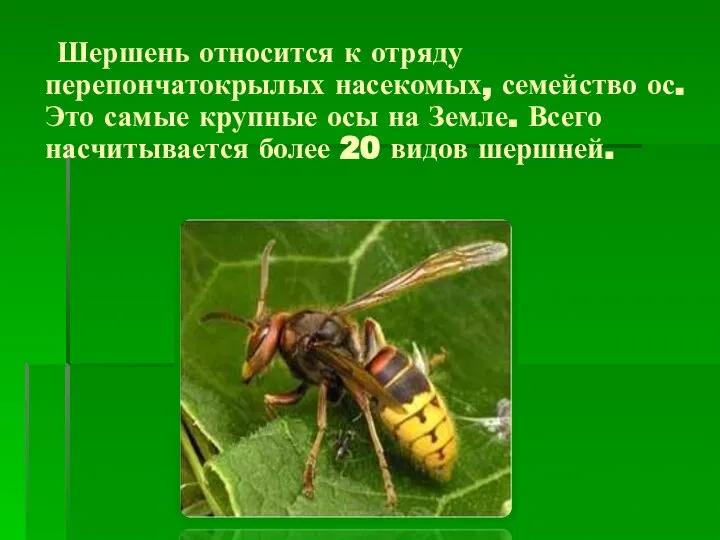 Шершень относится к отряду перепончатокрылых насекомых, семейство ос. Это самые крупные