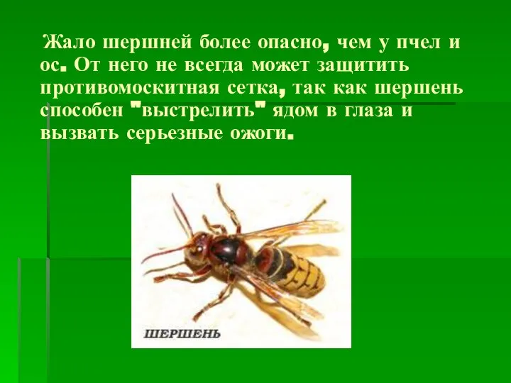 Жало шершней более опасно, чем у пчел и ос. От него