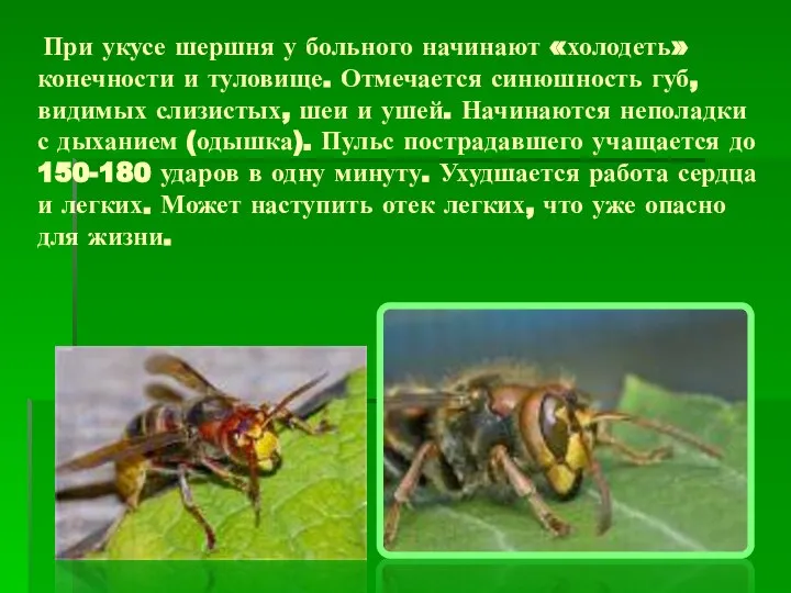 При укусе шершня у больного начинают «холодеть» конечности и туловище. Отмечается